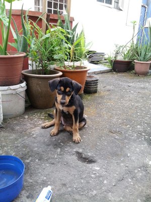 Yellow And Black  - Mixed Breed Dog