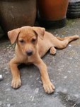 Yellow And Black  - Mixed Breed Dog