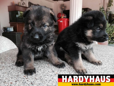 Hardyhaus Kennels - German Shepherd Dog Dog