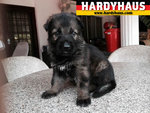 Hardyhaus Working Line Puppies