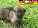 Hardyhaus Working Line Puppies