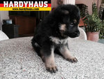 Hardyhaus Working Line Puppies