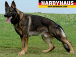 Hardyhaus Working Line Stud