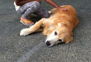 Olly - Golden Retriever Dog