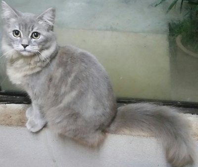 Tuah - American Curl + Persian Cat