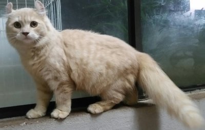 Jebat - American Curl + Persian Cat