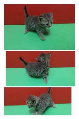 3 Kitten Bsh Tabby - British Shorthair Cat