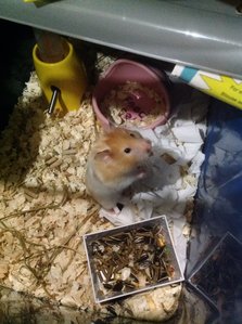 PF58972 - Syrian / Golden Hamster Hamster