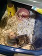 PF58972 - Syrian / Golden Hamster Hamster