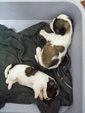 Shih Tzu Puppies - Shih Tzu Dog