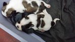 Shih Tzu Puppies - Shih Tzu Dog