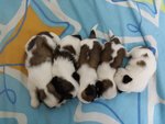 Shih Tzu Puppies - Shih Tzu Dog