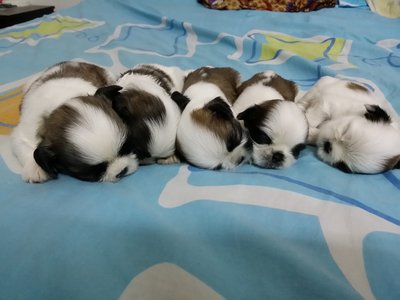 Shih Tzu Puppies - Shih Tzu Dog