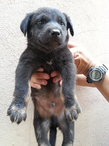 Ipoh - Percy (Labrador Mixed) - Labrador Retriever Mix Dog