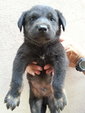 Ipoh - Percy (Labrador Mixed) - Labrador Retriever Mix Dog