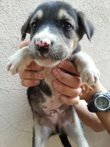 Ipoh - Sunday ( Male ) - Mixed Breed Dog