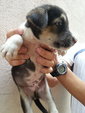 Ipoh - Sunday ( Male ) - Mixed Breed Dog