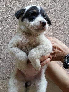 Ipoh - Panda (Female) - Mixed Breed Dog