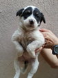 Ipoh - Panda (Female) - Mixed Breed Dog