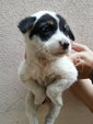 Ipoh - Panda (Female) - Mixed Breed Dog