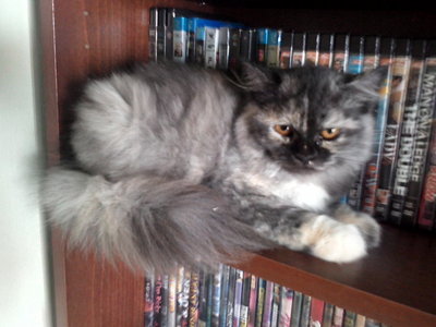 Holly - Persian Cat