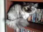 Holly - Persian Cat