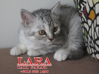 Lara - Persian + Tabby Cat