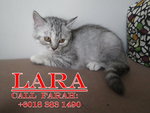 Lara - Persian + Tabby Cat