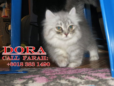 Dora - Persian Cat