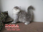 Dora - Persian Cat