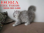 Dora - Persian Cat