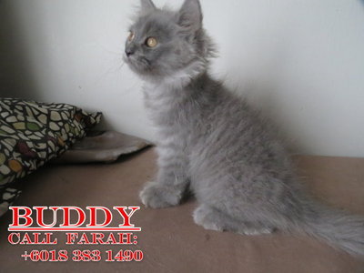 Buddy - Persian Cat