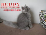 Buddy - Persian Cat