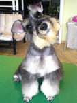 Yoyo - Schnauzer Dog