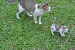 Happy - Domestic Short Hair Cat