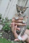 Happy - Domestic Short Hair Cat