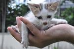 Happy - Domestic Short Hair Cat