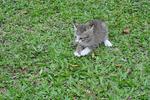 Happy - Domestic Short Hair Cat