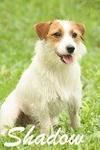 Pearflakes Shadow - Jack Russell Terrier Dog