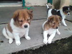 Yu yu & Sibling (left: Yuyo(Male) adopted by Jane's friend, middle Yuyu, right (sent to SPCA)