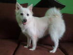 Dong Dong - Female spitz (8-9 Years) Lost & found on June 2009