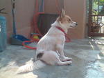 Miya - the female dog named after Micah