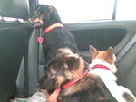 dogs in car