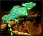 An adult Green Basilisk