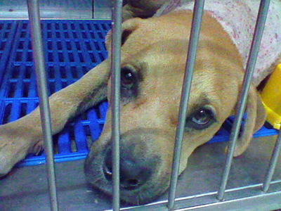 PF5993 - Rottweiler Mix Dog