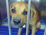 PF5993 - Rottweiler Mix Dog