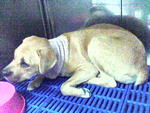 PF5993 - Rottweiler Mix Dog
