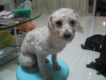 After grooming & taken on 27th July 2009