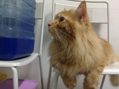 Furry Kittens For Adoption - Maine Coon + Domestic Short Hair Cat