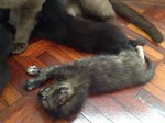 2) A tortoiseshell and 3-4) 2 black kittens